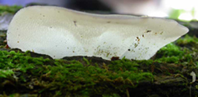 Pseudohydnum gelatinosum – A young fruiting body is back-lit to show the translucent character. Pseudohydnum gelatinosum – A young fruiting body is back-lit to show the translucent character.